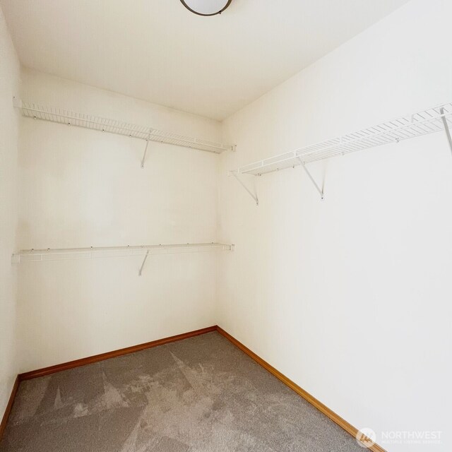 walk in closet with carpet floors