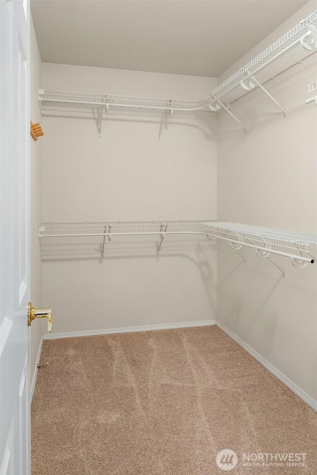 walk in closet with carpet floors