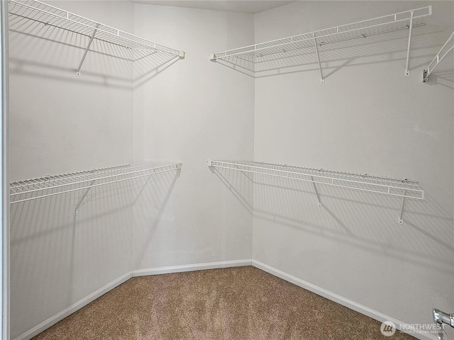walk in closet featuring carpet