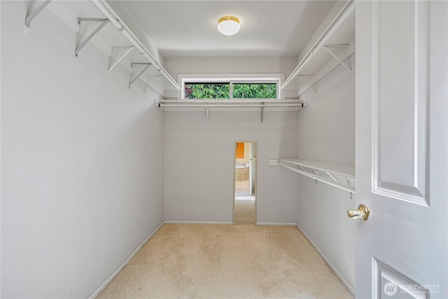 spacious closet featuring carpet floors