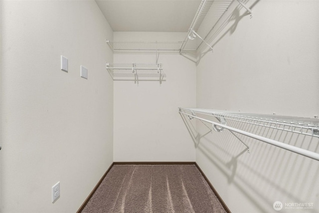 walk in closet with carpet flooring