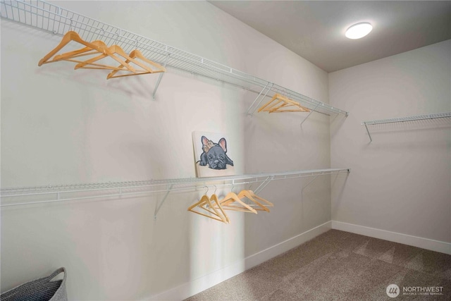 walk in closet featuring carpet flooring