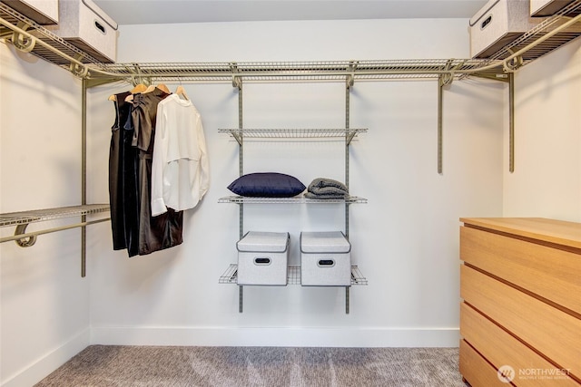 walk in closet featuring carpet flooring