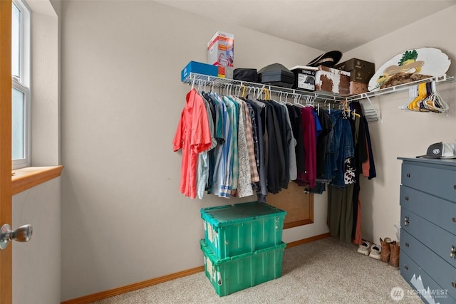 spacious closet featuring carpet floors