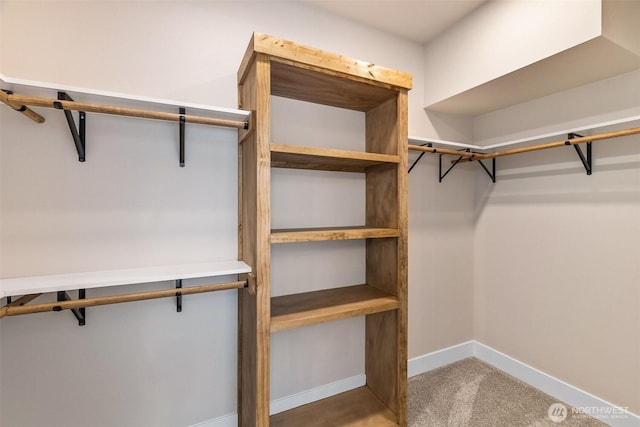 walk in closet with carpet flooring