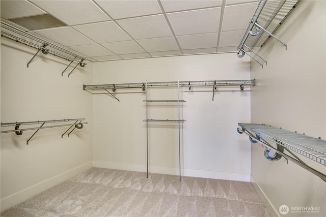 spacious closet featuring light colored carpet and a paneled ceiling