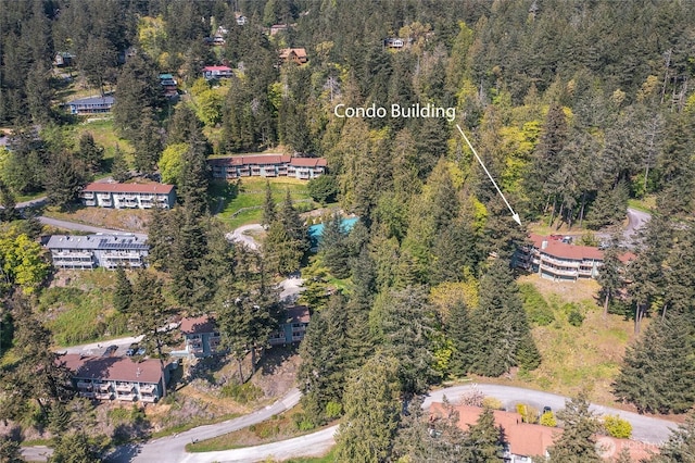 bird's eye view of a forest