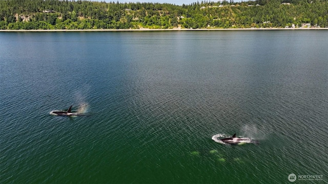 2597 SE Camano Dr, Camano Island, WA 98282 - water view featuring a forest