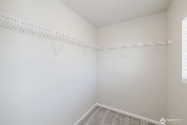 walk in closet featuring carpet