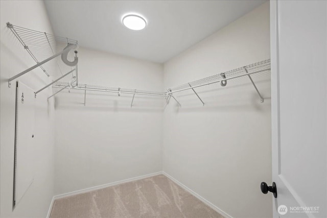 walk in closet with carpet flooring
