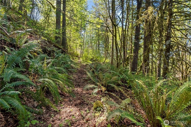 view of local wilderness with a view of trees