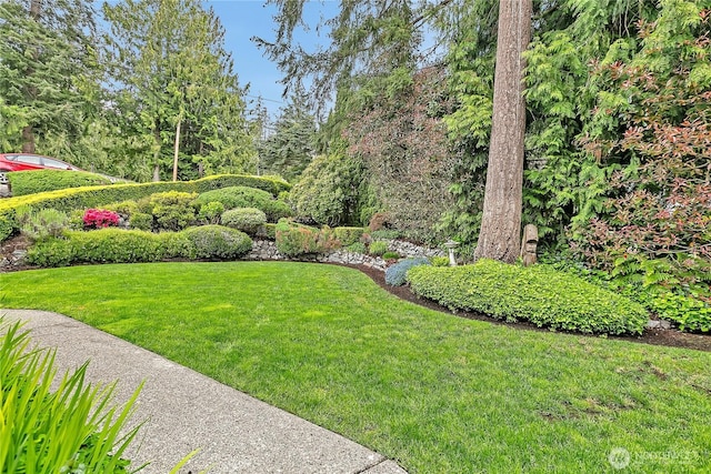 view of grassy yard