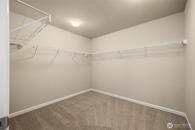 walk in closet with carpet flooring