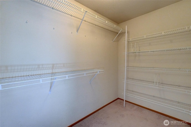 walk in closet featuring carpet flooring