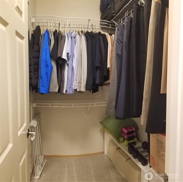 walk in closet featuring radiator heating unit and carpet