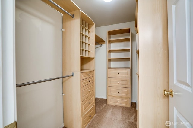 spacious closet featuring carpet floors