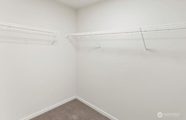 spacious closet with carpet flooring