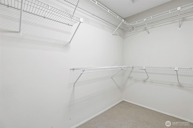 walk in closet with carpet flooring
