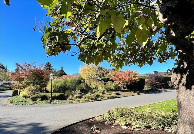 9676 Evergreen Dr, Bellevue, WA 98004 - view of asphalt road with street lighting