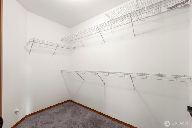 spacious closet featuring carpet