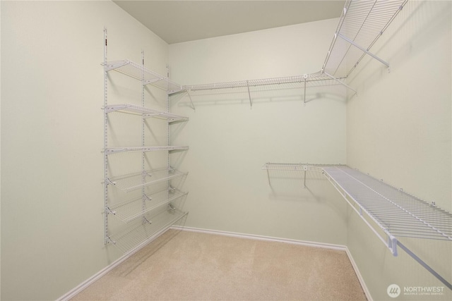 spacious closet featuring carpet floors