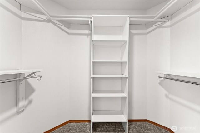 walk in closet with carpet flooring