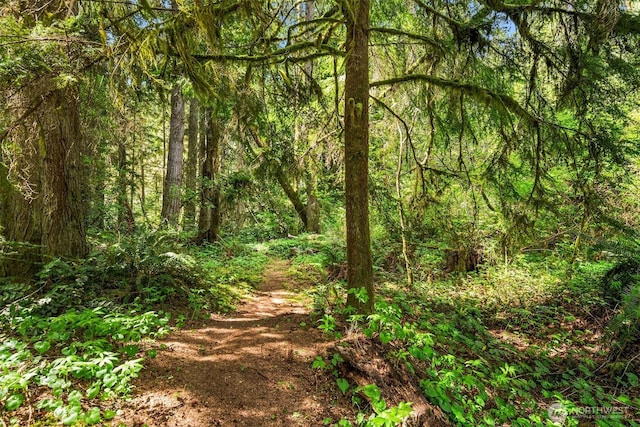 view of local wilderness with a wooded view