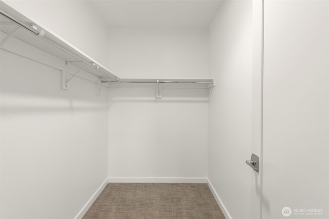 walk in closet featuring carpet floors
