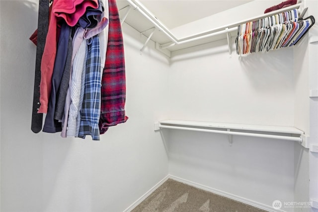 spacious closet featuring carpet
