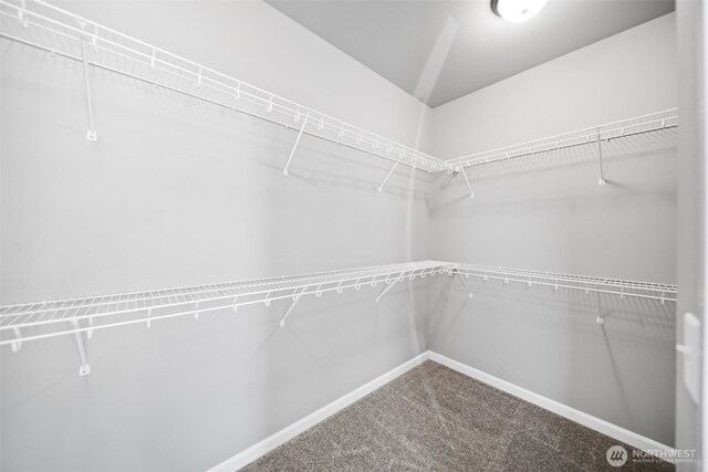walk in closet featuring carpet flooring