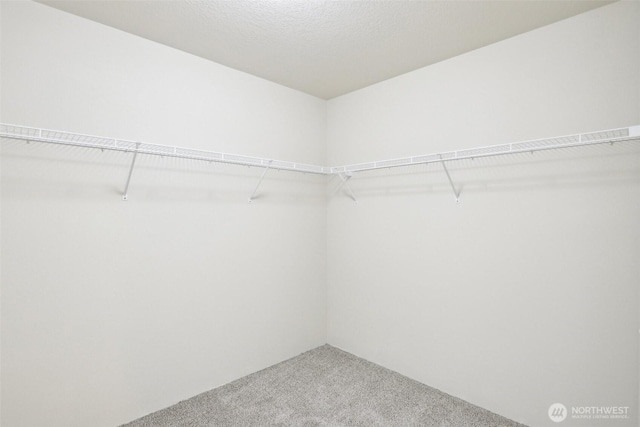 spacious closet featuring carpet