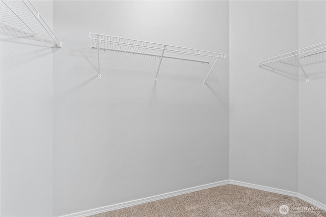 spacious closet featuring carpet flooring