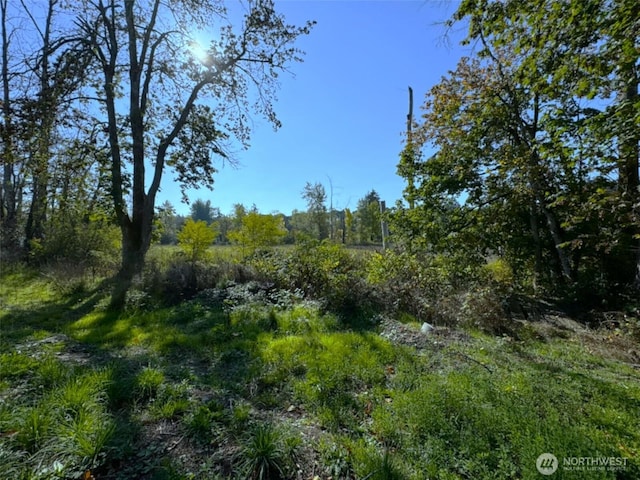 view of local wilderness