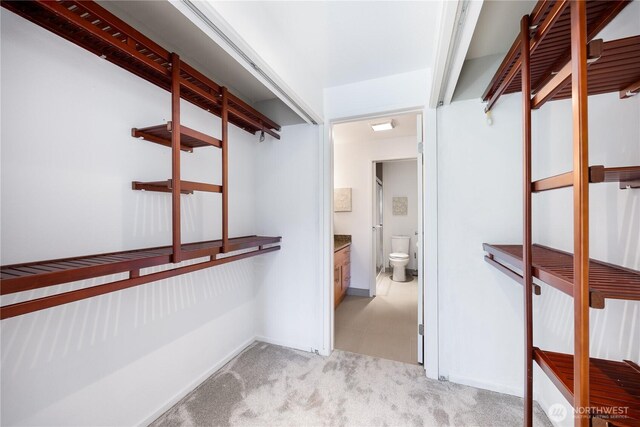 walk in closet with carpet floors