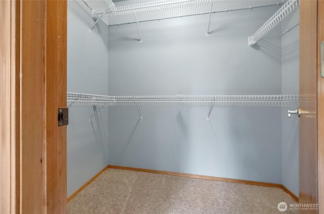 spacious closet with carpet