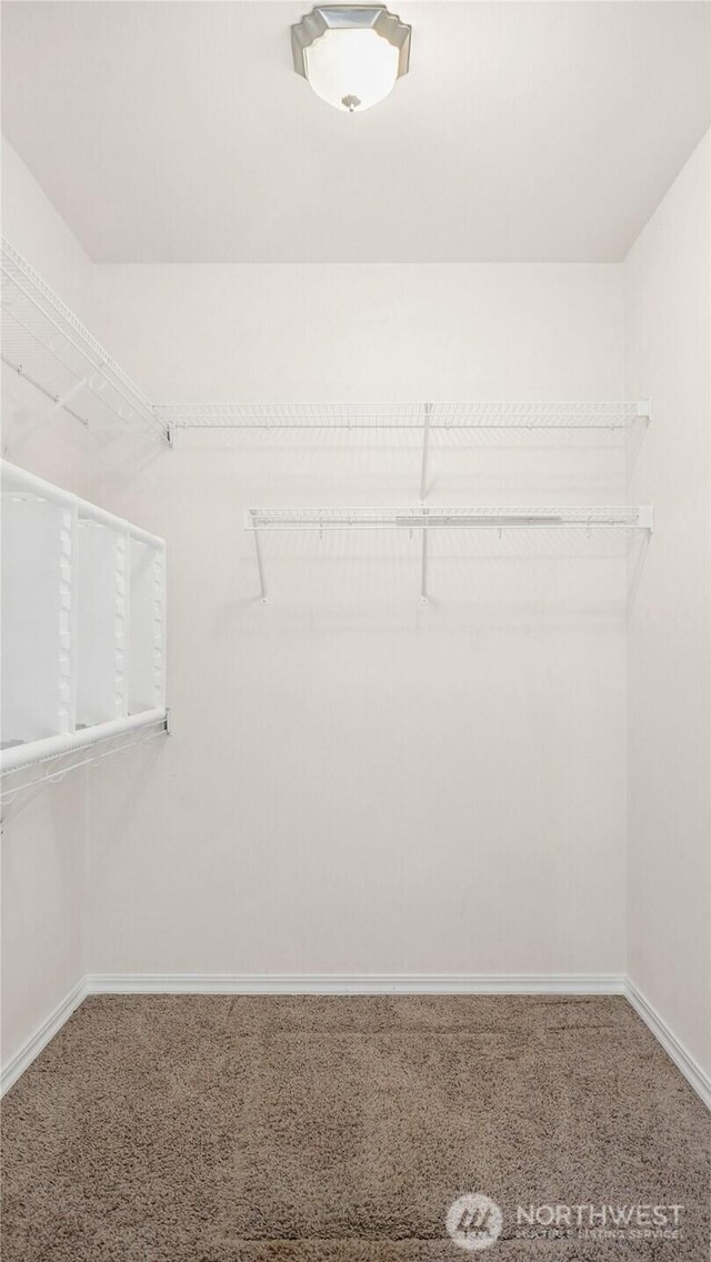 walk in closet featuring carpet flooring
