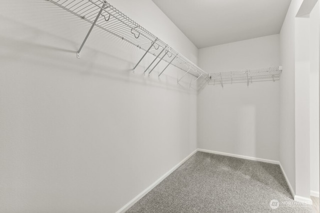 walk in closet with carpet flooring