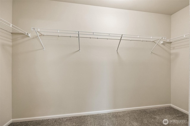 spacious closet featuring carpet floors