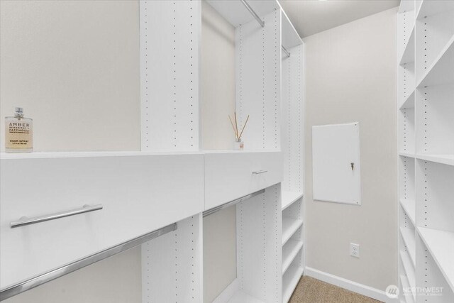 spacious closet featuring carpet
