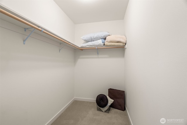 walk in closet featuring carpet flooring