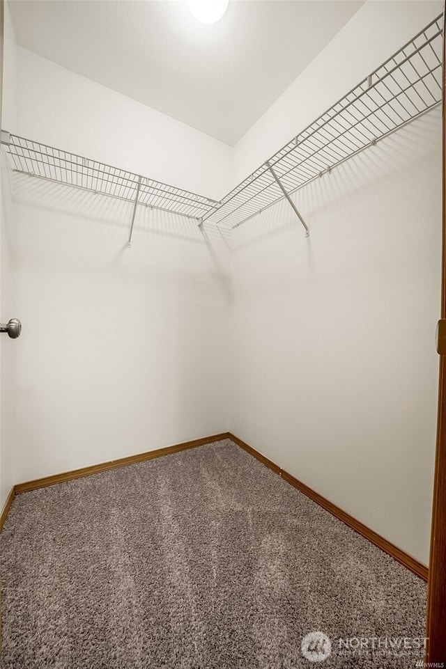 walk in closet featuring carpet flooring