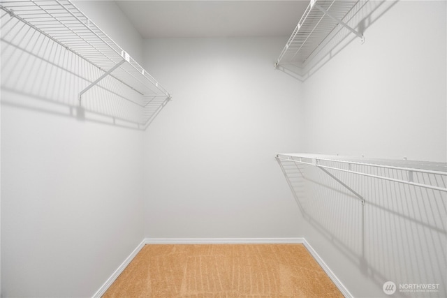 walk in closet featuring carpet flooring