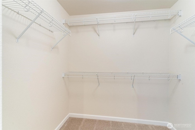 spacious closet featuring carpet