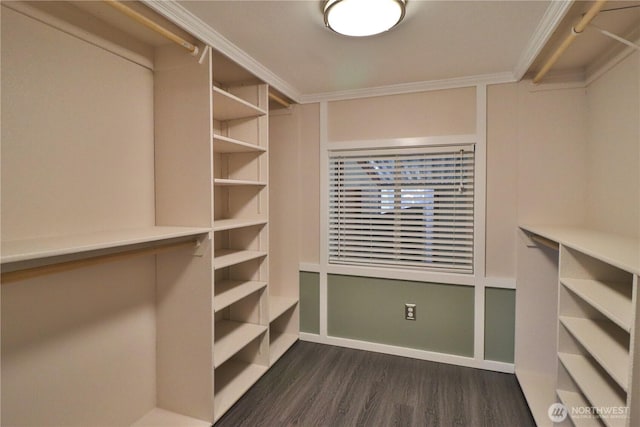 walk in closet featuring dark wood-style floors