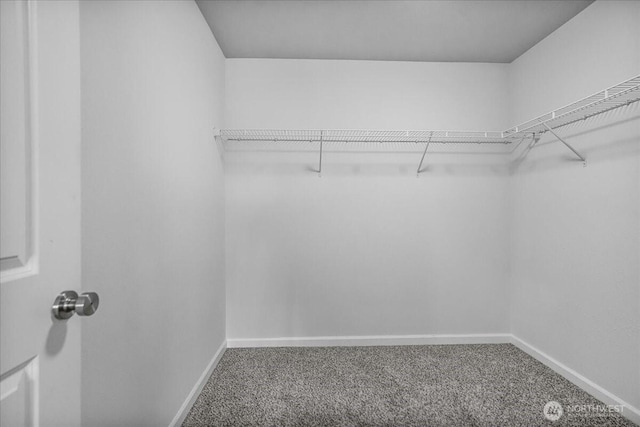 walk in closet featuring carpet flooring