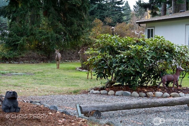 240 Parkwood Blvd, Sequim, WA 98382 - view of green lawn