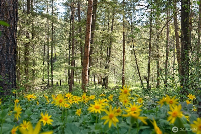 view of nature featuring a forest view