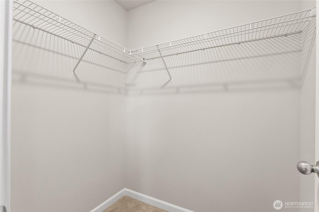spacious closet featuring carpet