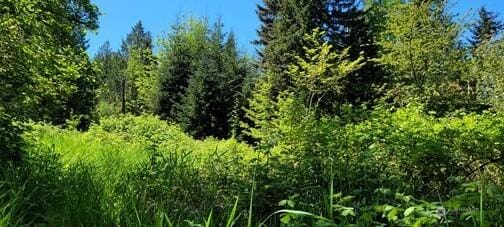 825 99th Ave SE, Lake Stevens, WA 98258 - view of tree filled area