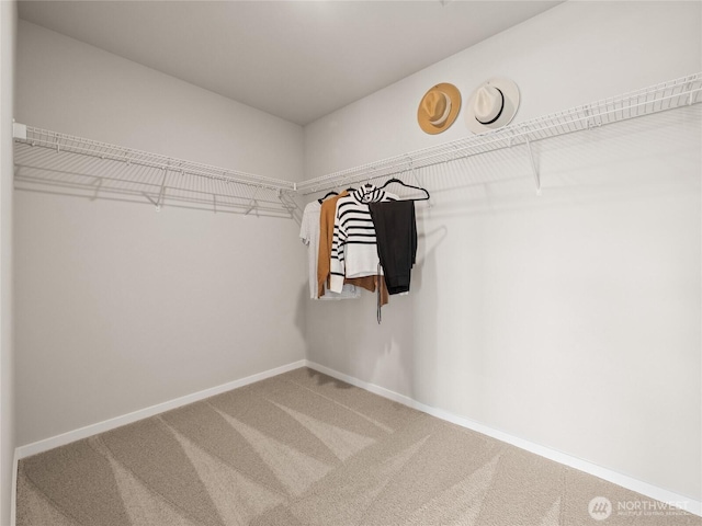 walk in closet with carpet flooring